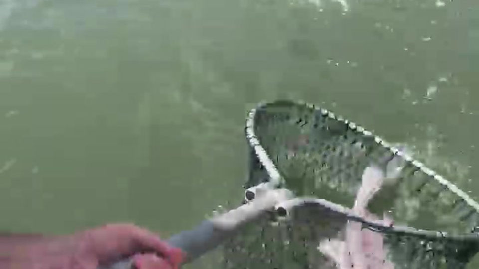 Big Red Release